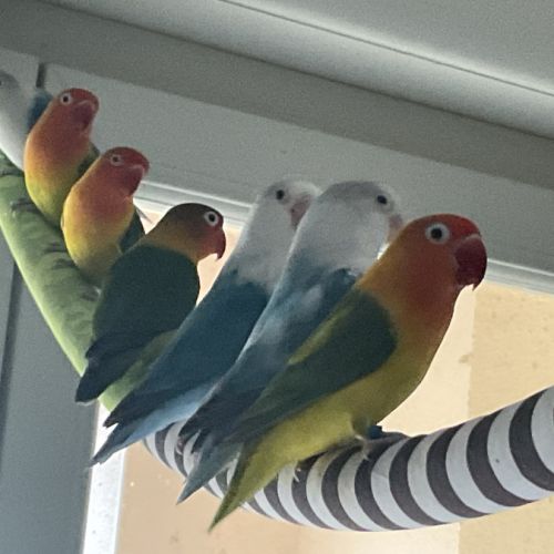 Couple d’inséparables fisher #4