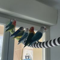 Couple d’inséparables fisher #1