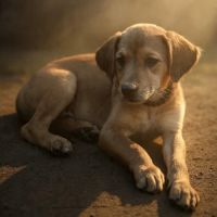 Loki, le plus gentil