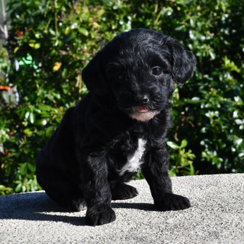 Adorables chiots cavapoo #1