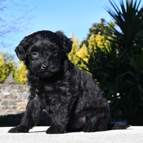Adorables chiots cavapoo #5