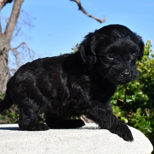 Adorables chiots cavapoo #6