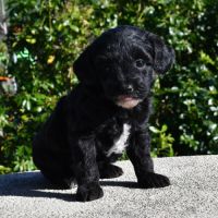 Adorables chiots cavapoo #1