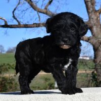 Adorables chiots cavapoo #2