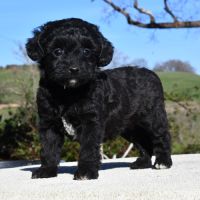 Adorables chiots cavapoo