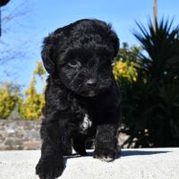Adorables chiots cavapoo #4