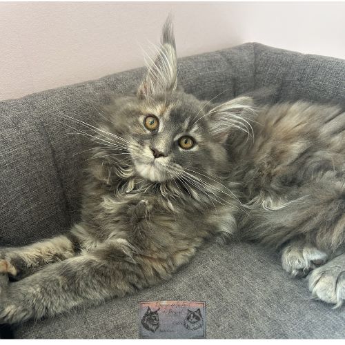 Maine coon chaton femelle loof