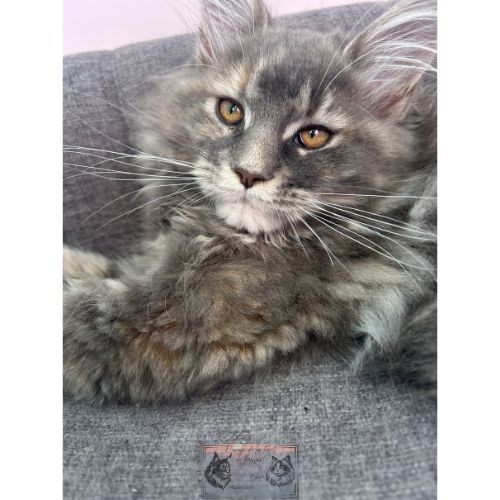 Maine coon chaton femelle loof #2