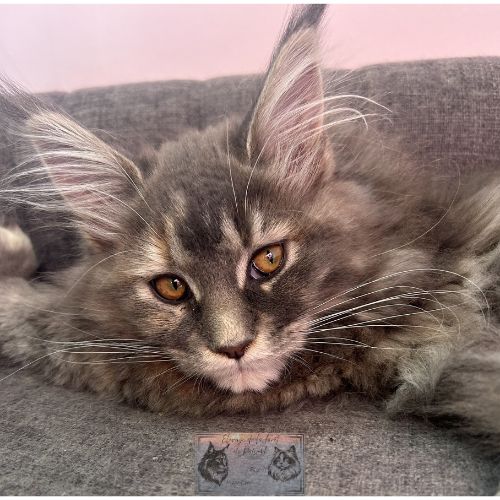 Maine coon chaton femelle loof #3