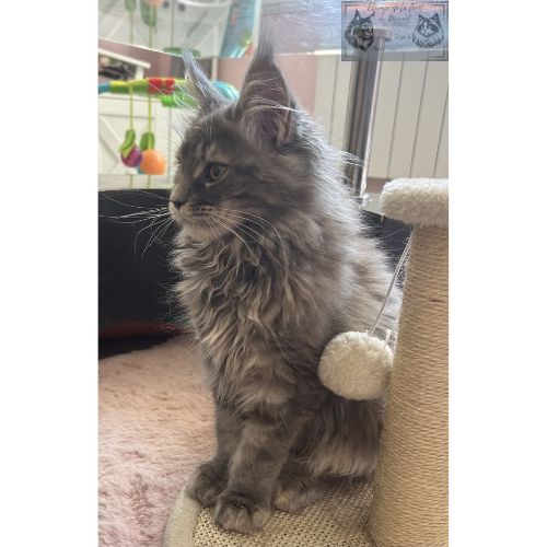 Maine coon chaton femelle loof #4