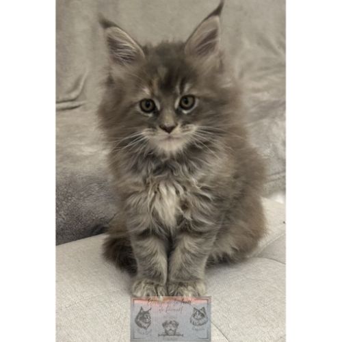 Maine coon chaton femelle loof #0