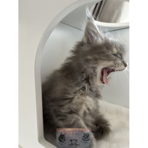 Maine coon chaton femelle loof #3