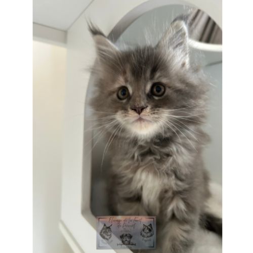 Maine coon chaton femelle loof #5