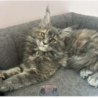 Maine coon chaton femelle loof