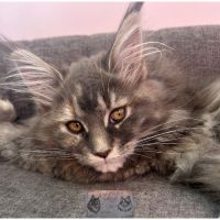 Maine coon chaton femelle loof #3