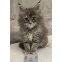 Maine coon chaton femelle loof