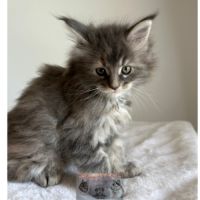 Maine coon chaton femelle loof #2