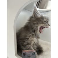 Maine coon chaton femelle loof #3