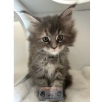 Maine coon chaton femelle loof #4
