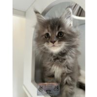 Maine coon chaton femelle loof #5