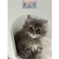 Maine coon chaton femelle loof #6