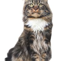 Maine coon chaton femelle loof #7