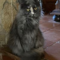 Maine coon chaton femelle loof #8