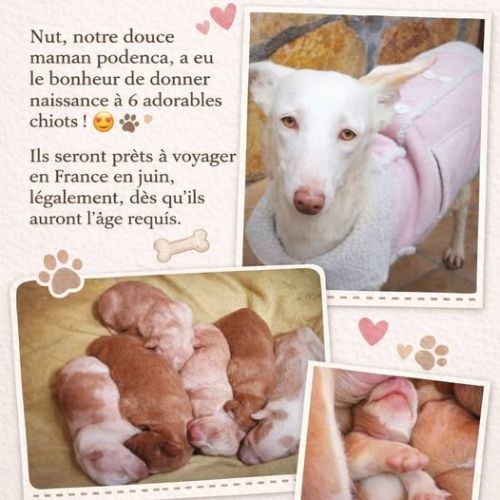 Adorables chiots podencos à réserver #0