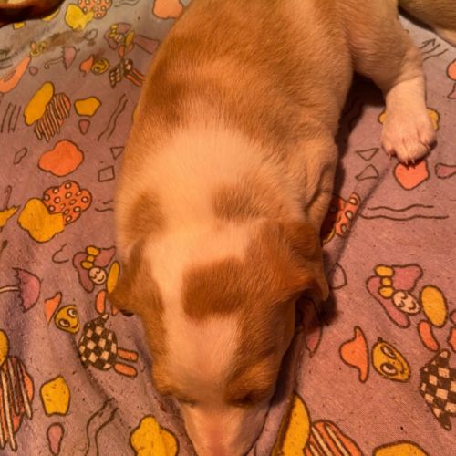 Adorables chiots podencos à réserver #2