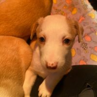 Adorables chiots podencos à réserver #3