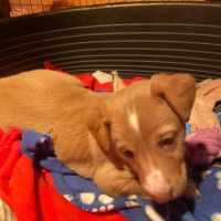 Adorables chiots podencos à réserver #4