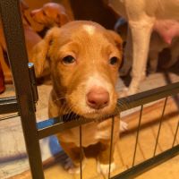 Adorables chiots podencos à réserver #5