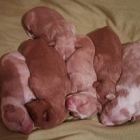 Adorables chiots podencos à réserver #6