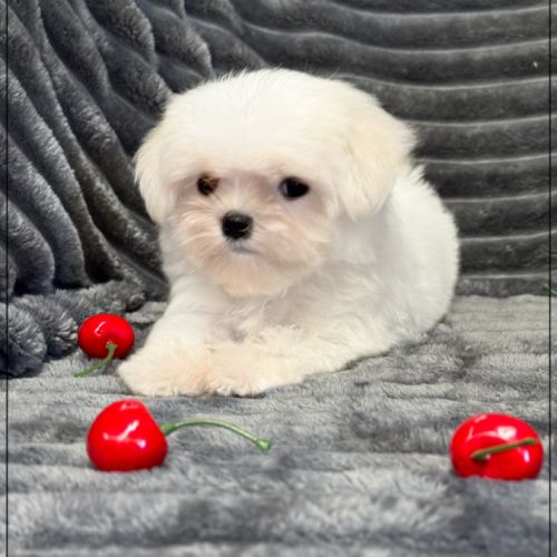 Disponible, nuage, mâle type bichon maltais nain #4
