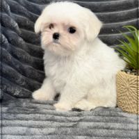 Disponible, nuage, mâle type bichon maltais nain #1