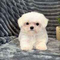 Disponible, nuage, mâle type bichon maltais nain #2