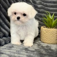 Disponible, nuage, mâle type bichon maltais nain