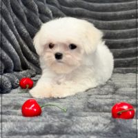 Disponible, nuage, mâle type bichon maltais nain #4