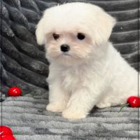 Disponible, nuage, mâle type bichon maltais nain #5