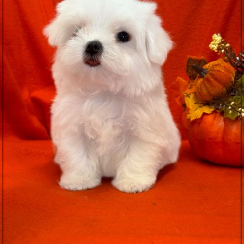 A réserver, abbie,femelle type bichon maltais nain #0