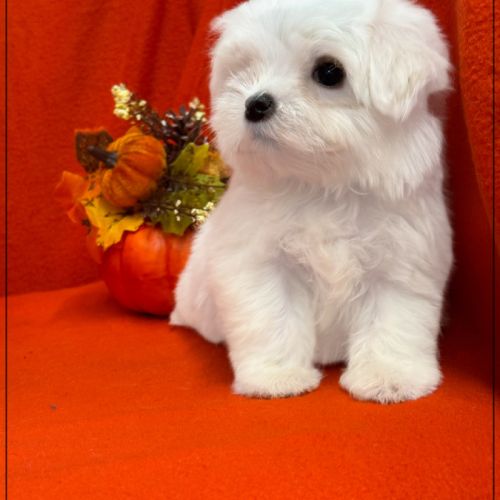 A réserver, abbie,femelle type bichon maltais nain #4