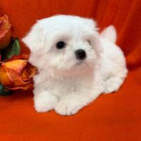 A réserver, abbie,femelle type bichon maltais nain #1