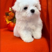 A réserver, abbie,femelle type bichon maltais nain #3