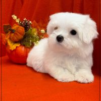 A réserver, abbie,femelle type bichon maltais nain #5