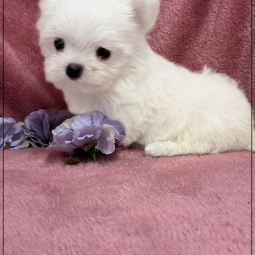 Sucre d'orge, femelle type bichon maltais nain #1