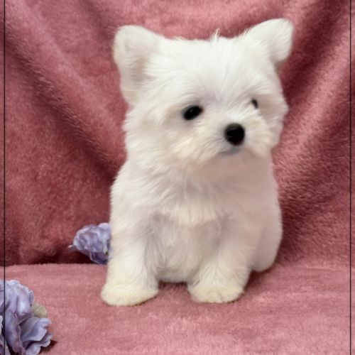 Sucre d'orge, femelle type bichon maltais nain #2