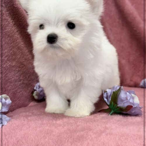 Sucre d'orge, femelle type bichon maltais nain #3