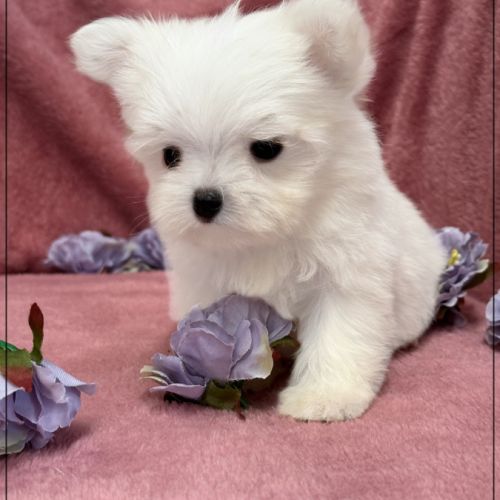 Sucre d'orge, femelle type bichon maltais nain #0