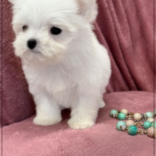 Sucre d'orge, femelle type bichon maltais nain #5