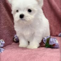 Sucre d'orge, femelle type bichon maltais nain #3